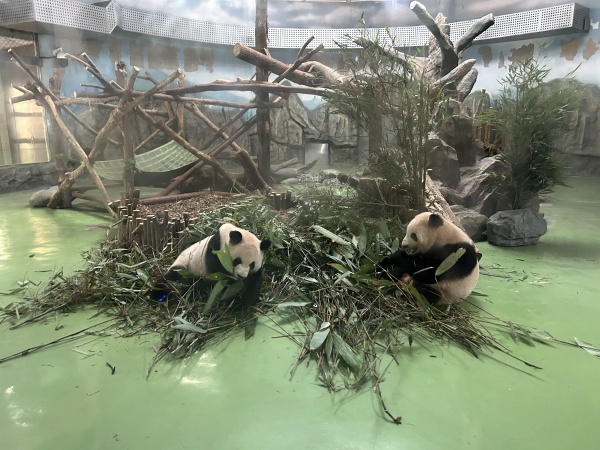 3. DAN: Jagoda Tkalec ne najbolj zadovoljna s svojim nastopom, ostali &scaron;portniki in &scaron;portnice obiskali tudi glavne znamenitosti Čengduja